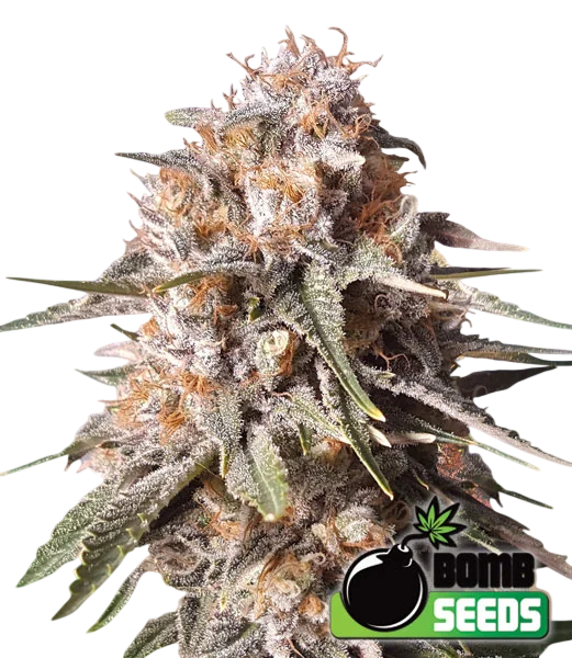 Baked Bomb Auto – Produktansicht