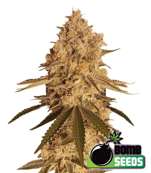 Baked Bomb – Produktansicht