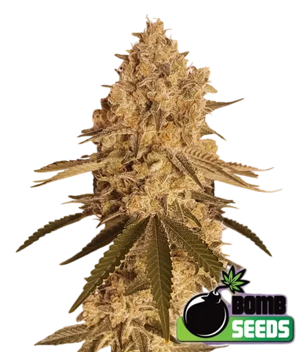 Baked Bomb