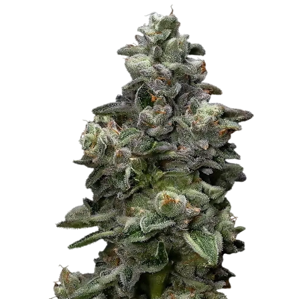 Bakers Delight | PHOTOFEM | DNA Genetics