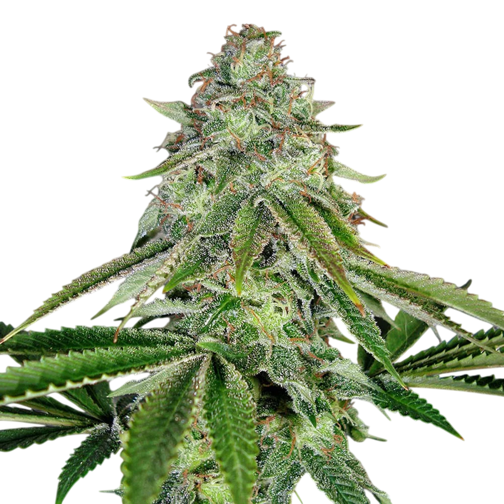 Bakers Delight Auto – Produktansicht