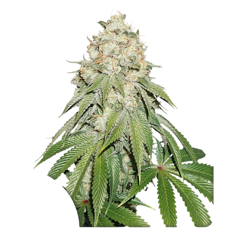 Banana Blaze – Produktansicht
