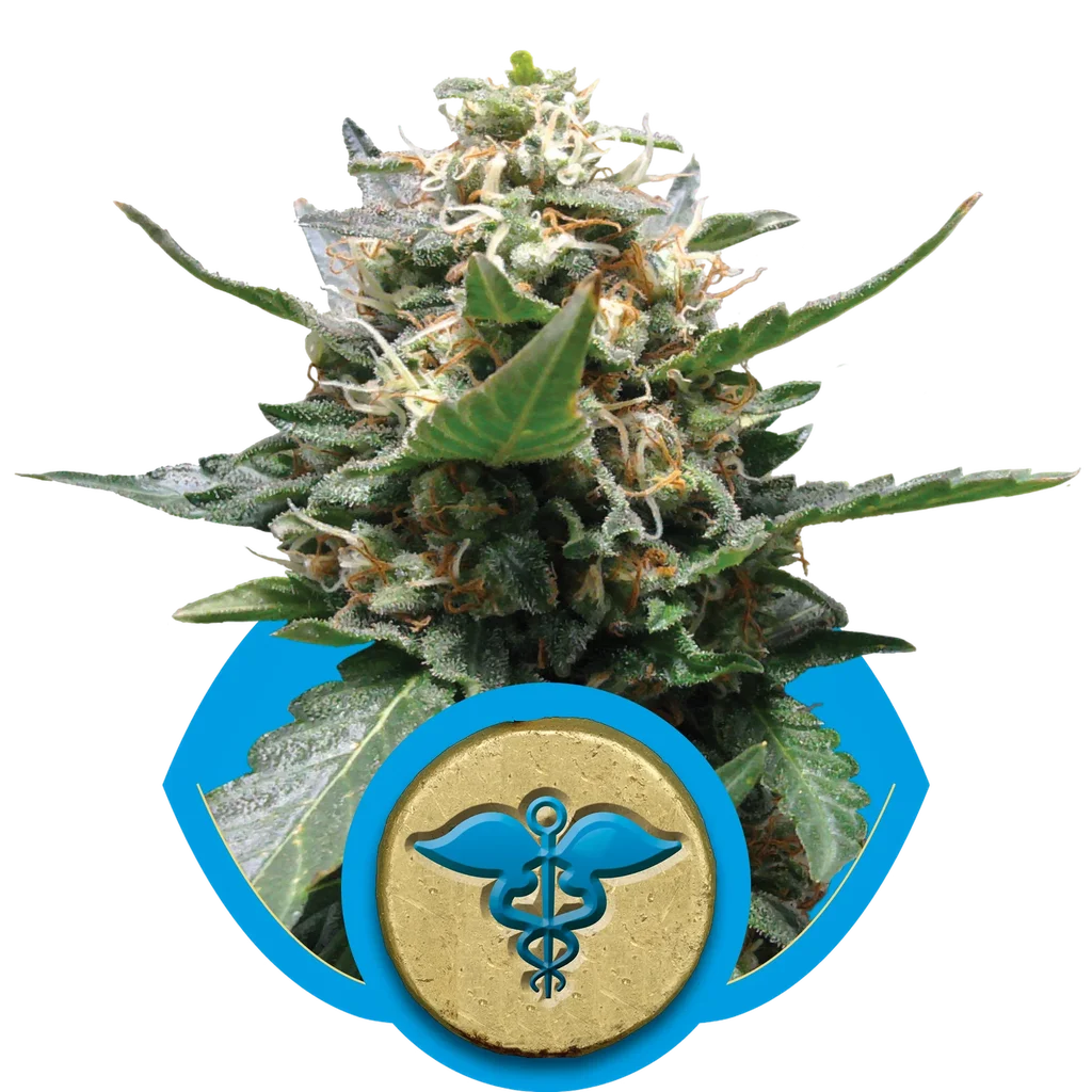Royal Medic CBD – Produktansicht