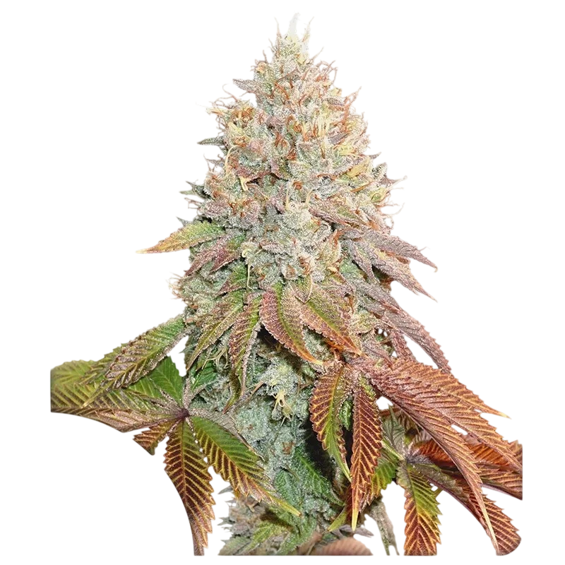 Banana Blaze Auto – Produktansicht