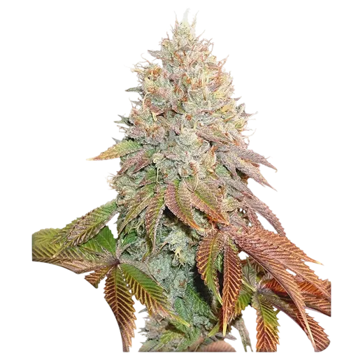 Banana Blaze Auto | AUTOFEM | Dutch Passion