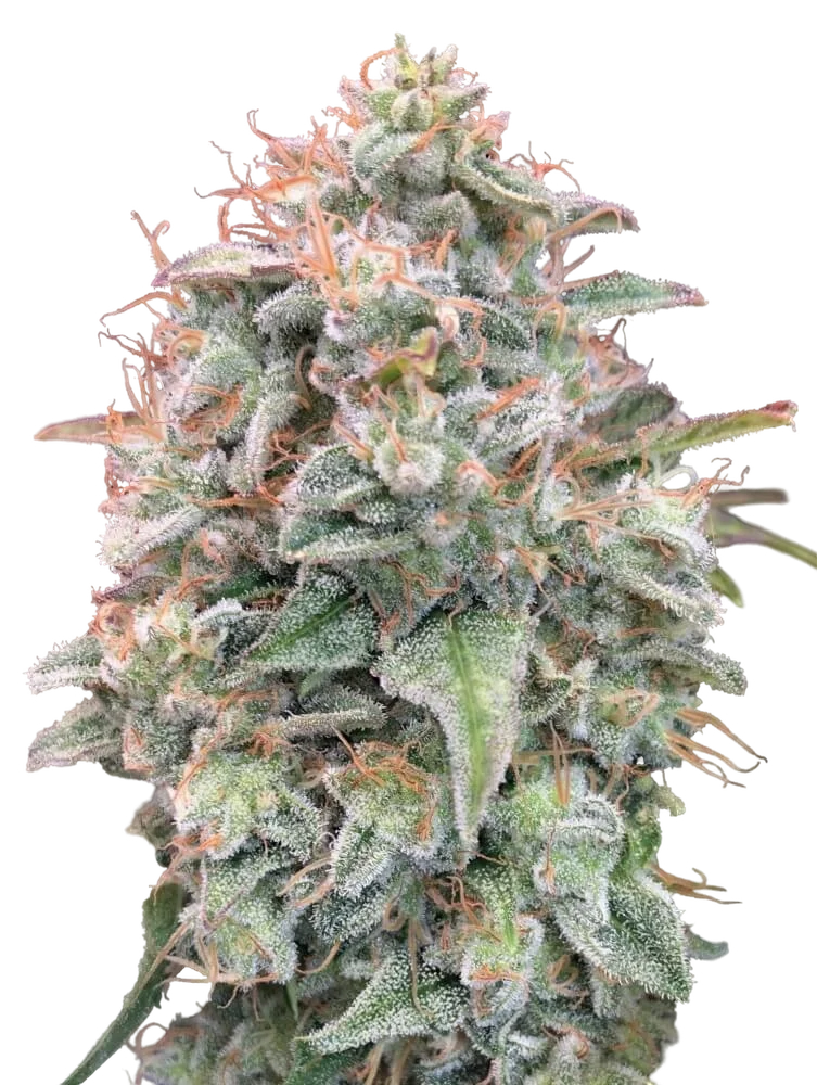 Banana Cookies Auto | AUTOFEM | Advanced Seeds