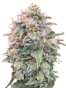 Banana Cookies Auto | AUTOFEM | Advanced Seeds