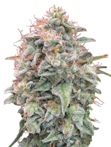 Banana Cookies Auto