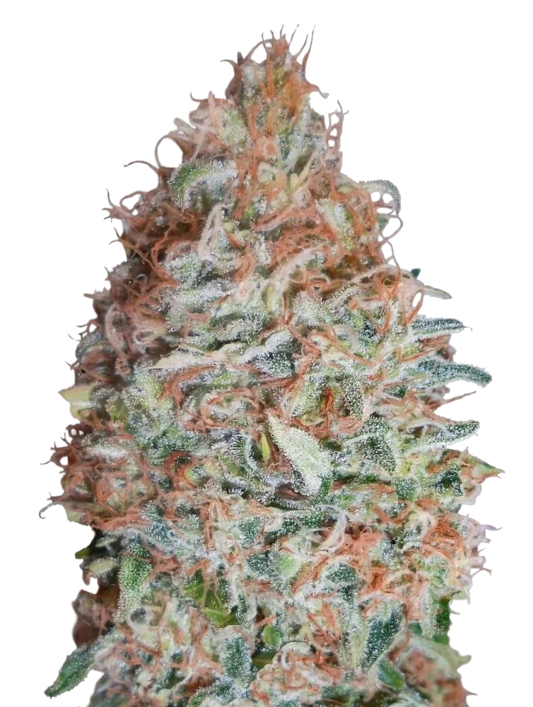 Banana Cookies – Produktansicht