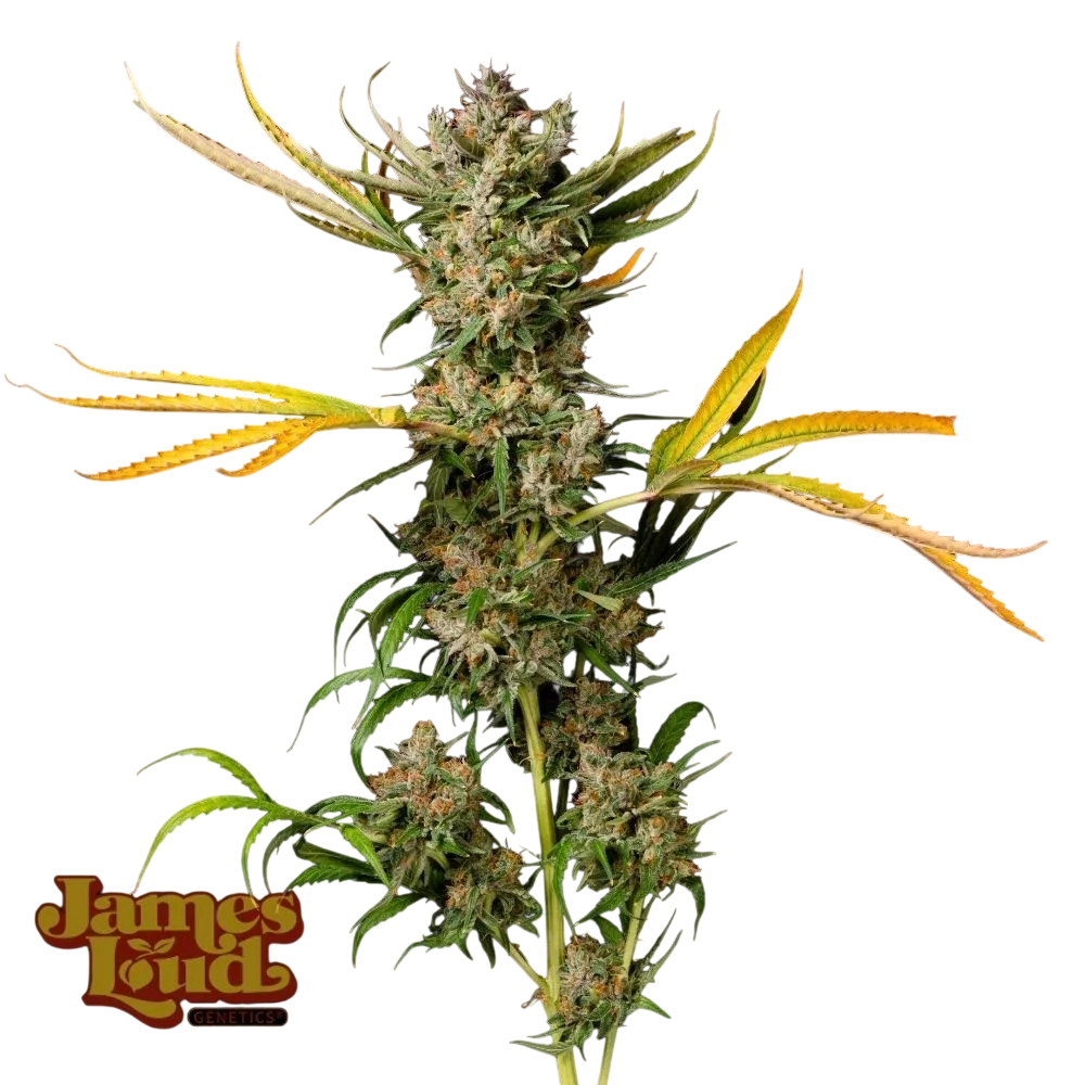 Banana Cough – Produktansicht
