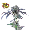 Banana Jealousy | PHOTOFEM | Seedsman