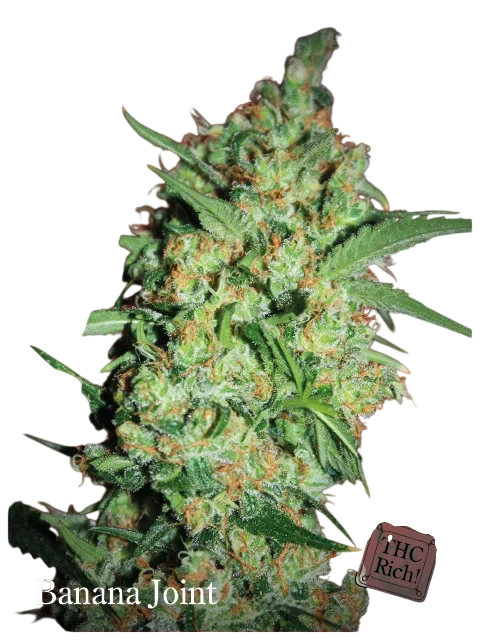 Banana Joint – Produktansicht