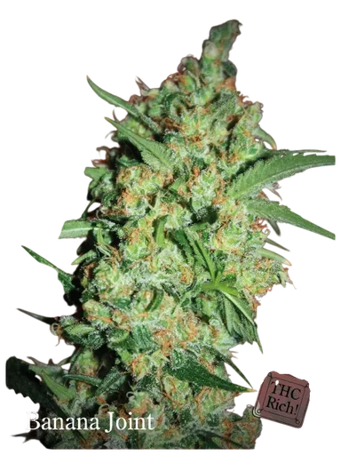 Banana Joint