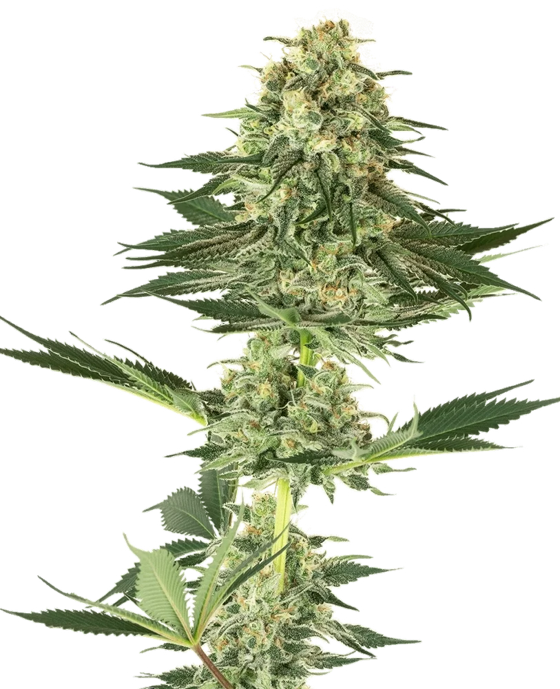 Banana Kush – Produktansicht
