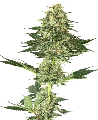 Banana Kush