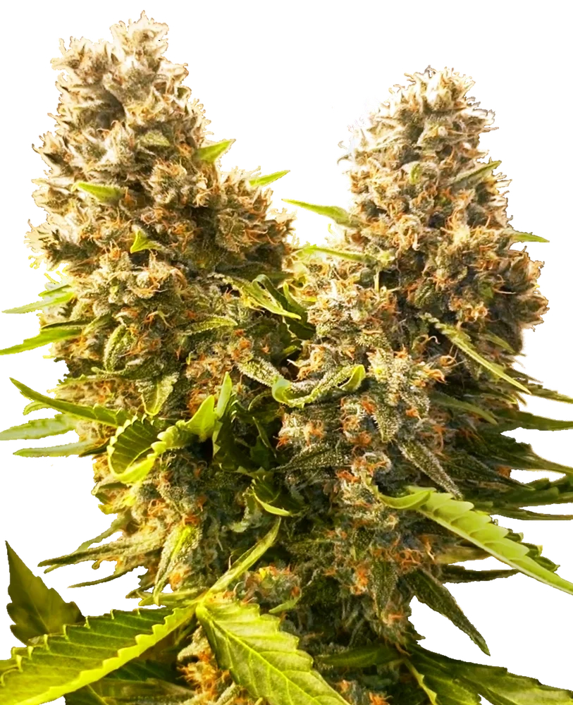 Banana Kush Cake Auto – Produktansicht