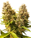 Banana Kush Cake Auto | AUTOFEM | Sensi Seeds