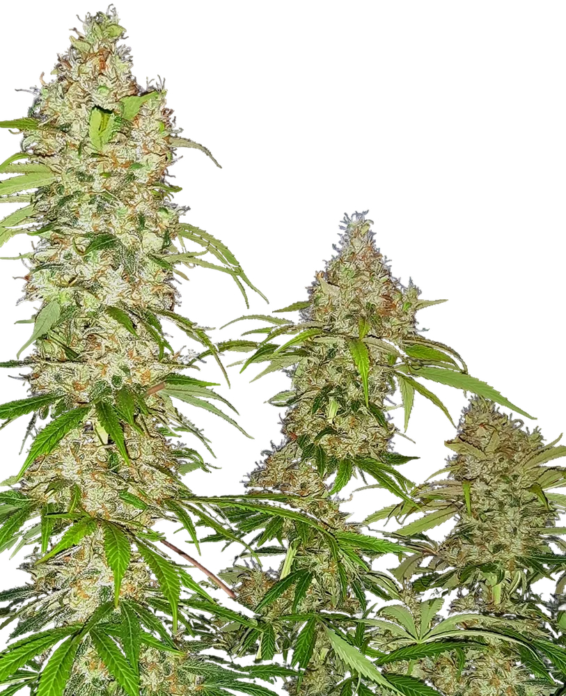 Banana Kush Cake – Produktansicht