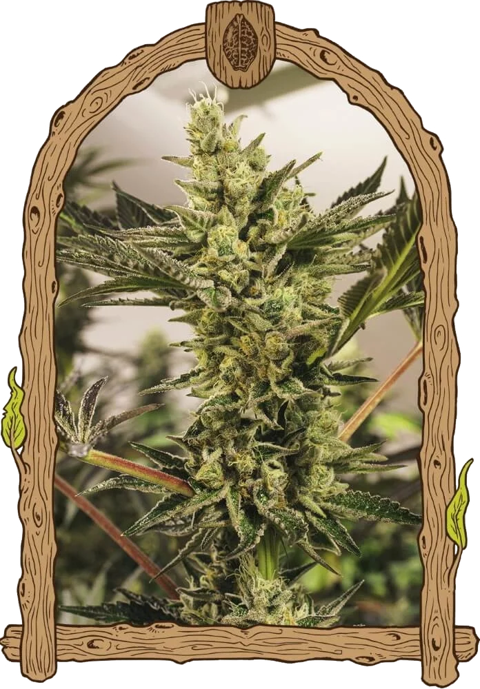 Banana Mash Auto – Produktansicht