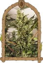 Banana Mash Auto | AUTOFEM | Exotic Seed