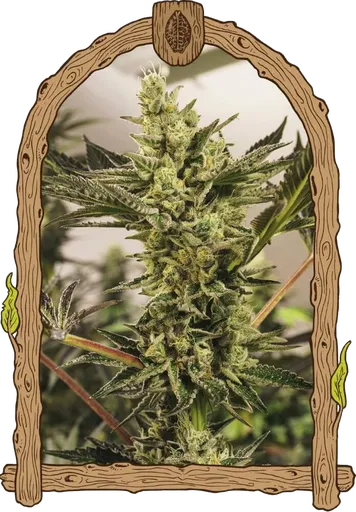 Banana Mash Auto