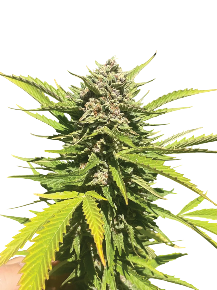 Banana Melt – Produktansicht