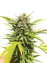 Banana Melt | PHOTOFEM | Humboldt Seed Co.