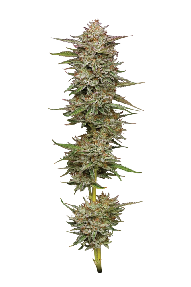 Banana OG Auto – Produktansicht