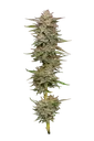 Banana OG Auto | AUTOFEM | Humboldt Seed Co.