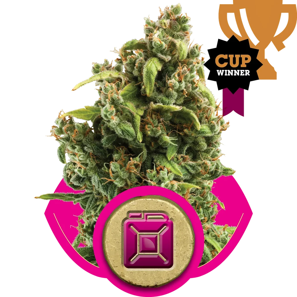 Sour Diesel – Produktansicht