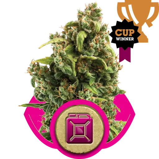 Sour Diesel | PHOTOFEM | Royal Queen Seeds