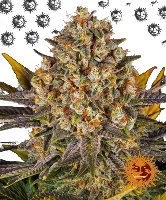 Banana Punch – Produktansicht