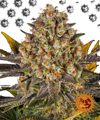 Banana Punch | PHOTOFEM | Barneys Farm