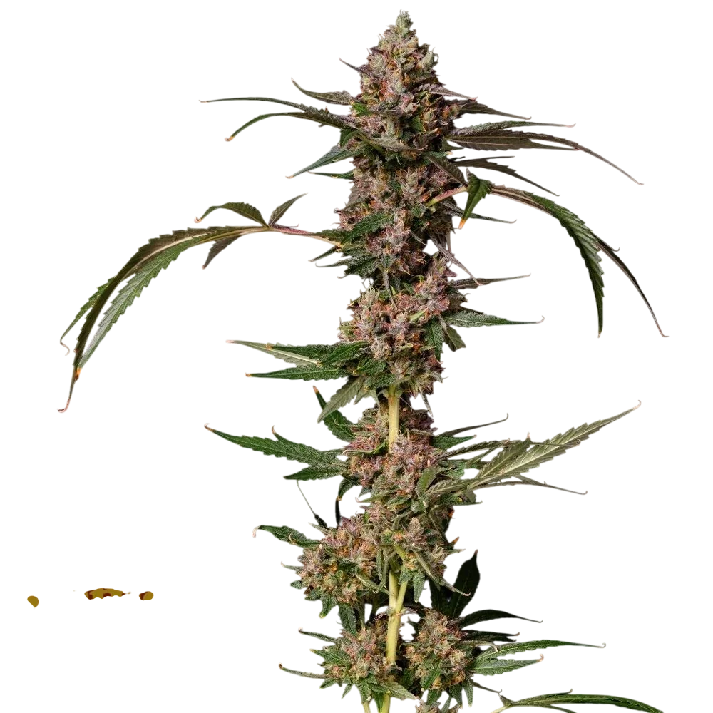 Banana Punch Gelato Auto – Produktansicht