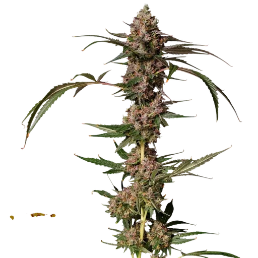 Banana Punch Gelato Auto