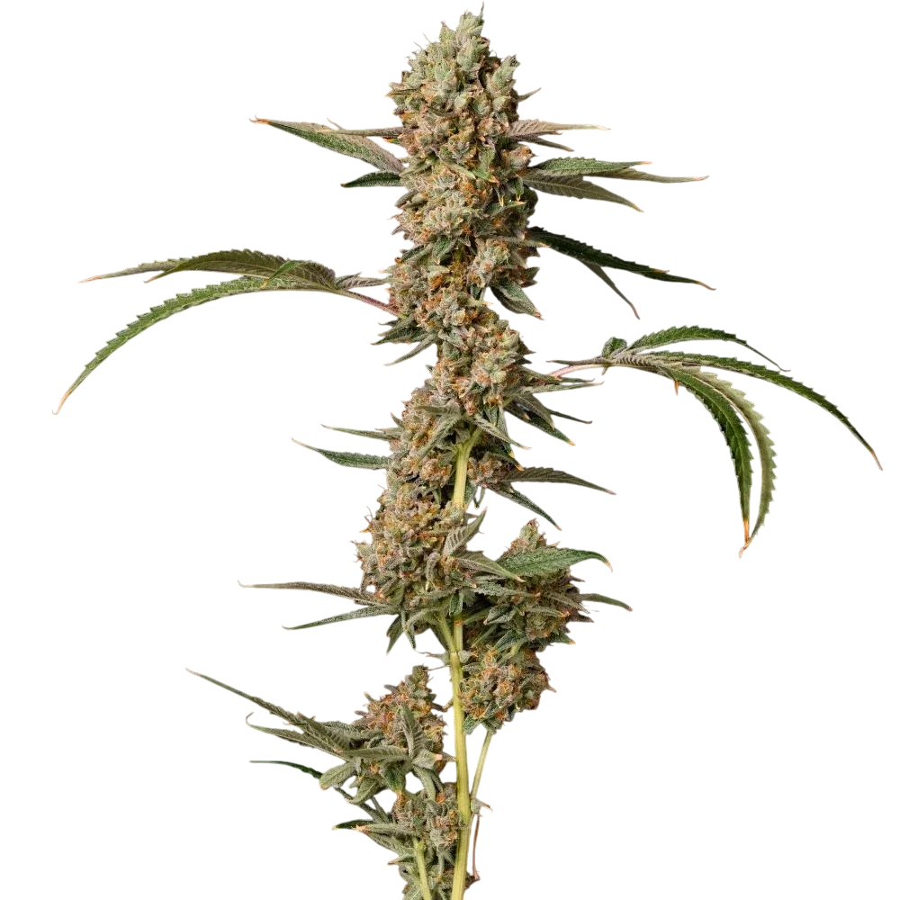 Banana Punch OG Auto – Produktansicht