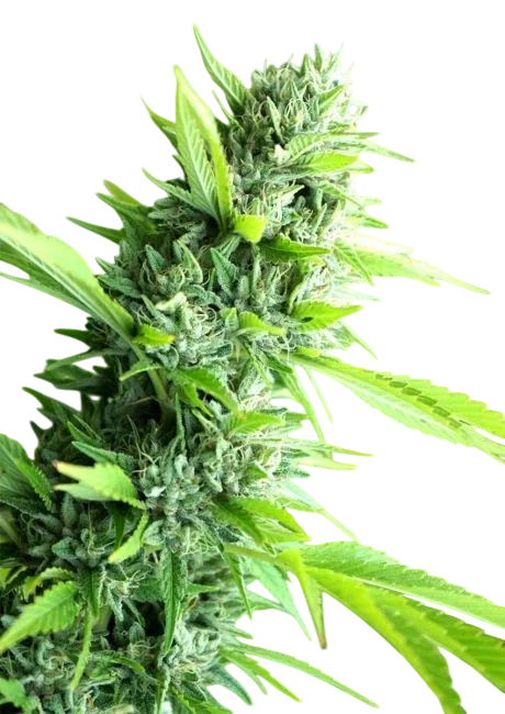 Banana Sapphire – Produktansicht