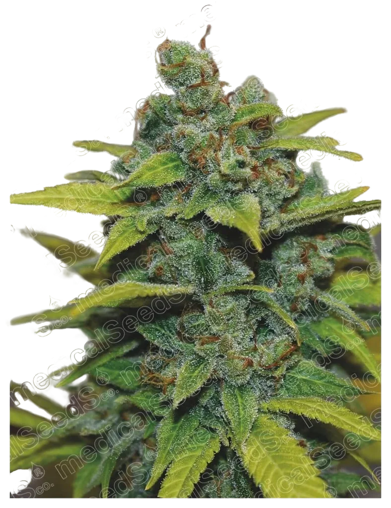 Banana Zkittlez – Produktansicht