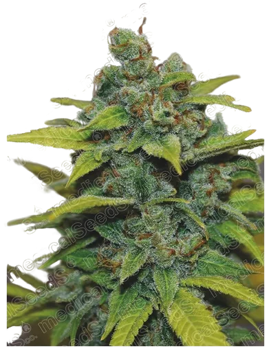 Banana Zkittlez