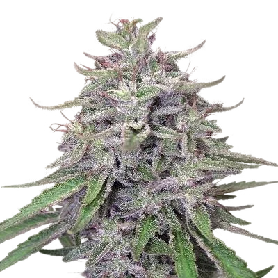 Bangi Haze – Produktansicht