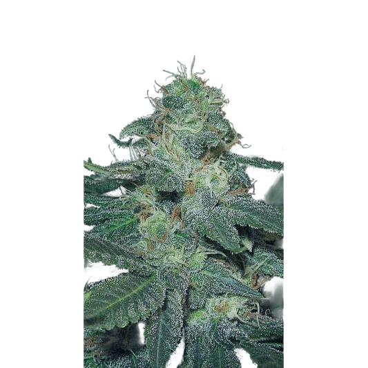 BC Diesel – Produktansicht