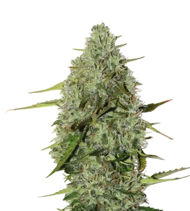 BCN Critical XXL Auto – Produktansicht