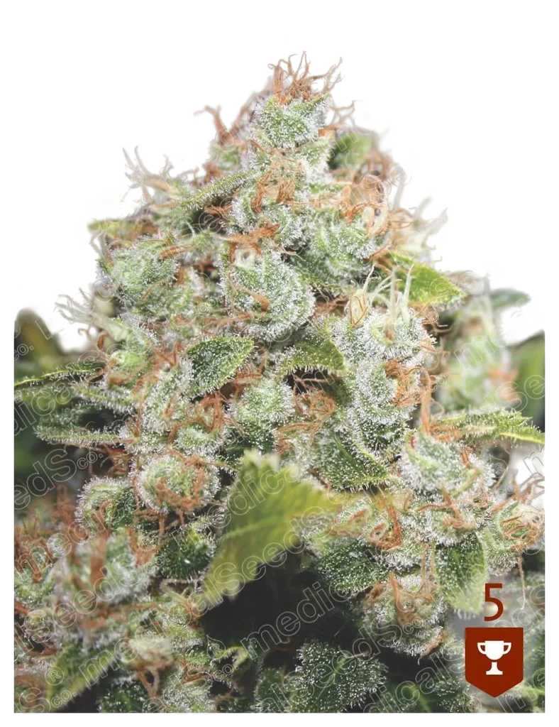 BCN Sour Diesel – Produktansicht