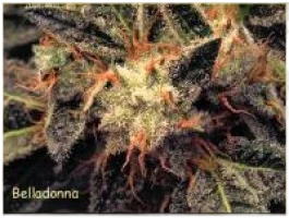 Bella Donna | PHOTOFEM | Paradise Seeds