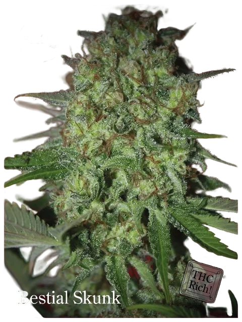 Bestial Skunk – Produktansicht