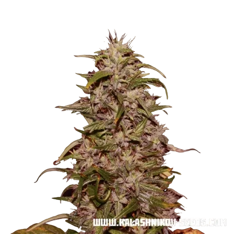Big Altai Sativa Express – Produktansicht