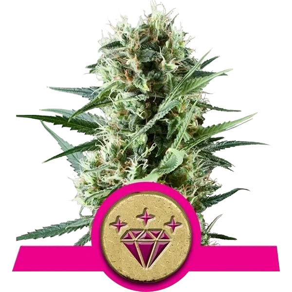 Special Kush #1 – Produktansicht