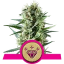 Special Kush #1 | PHOTOFEM | Royal Queen Seeds