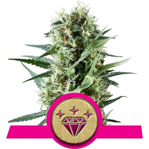 Special Kush #1 | PHOTOFEM | Royal Queen Seeds