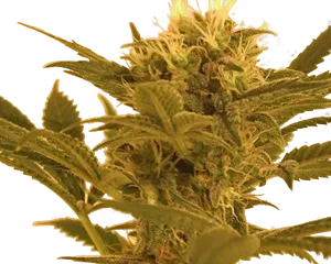 Big Band | PHOTOFEM | Kannabia Seeds